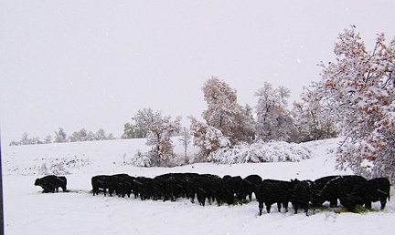 calves10052005