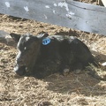 calf02182005