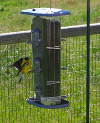 finch06152005