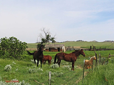 horses06172005