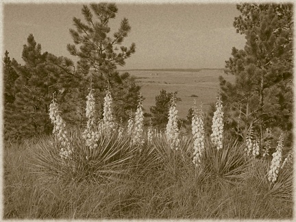 yucca06282005