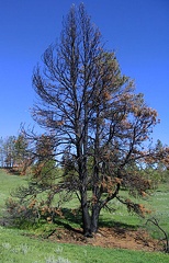burnttree05182005