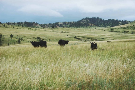cattle07252005